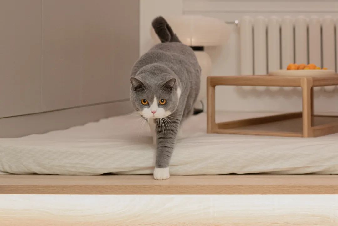 理工暖男の日式之家丨一人一喵，三餐四季，恬靜悠閑