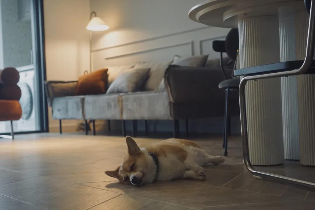 小一居改成「五臟俱全」復古套房，2喵1汪樂不思蜀~	