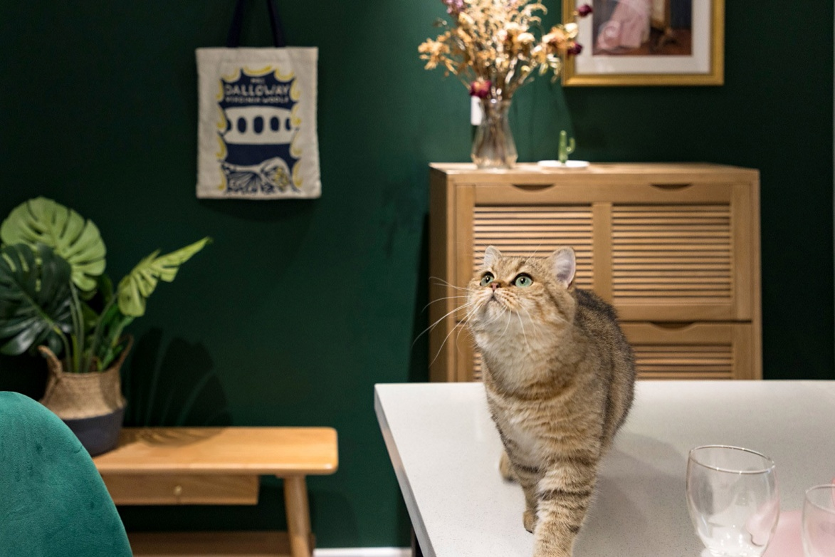 「75㎡理想型」大美于心の獨(dú)居生活，精致到讓人羨慕