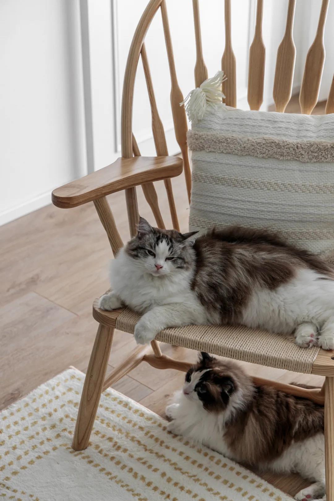 海歸小夫妻爆改126㎡，兩人六喵“高調(diào)”入住！