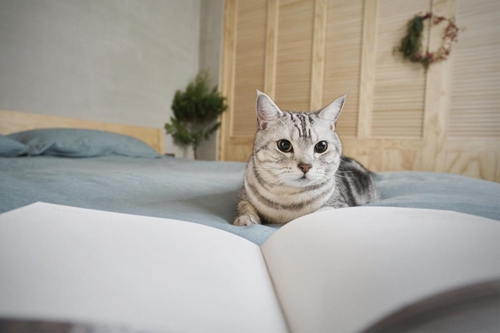 55㎡將8大功能空間安排得明明白白,小戶型也能住出儀式感!